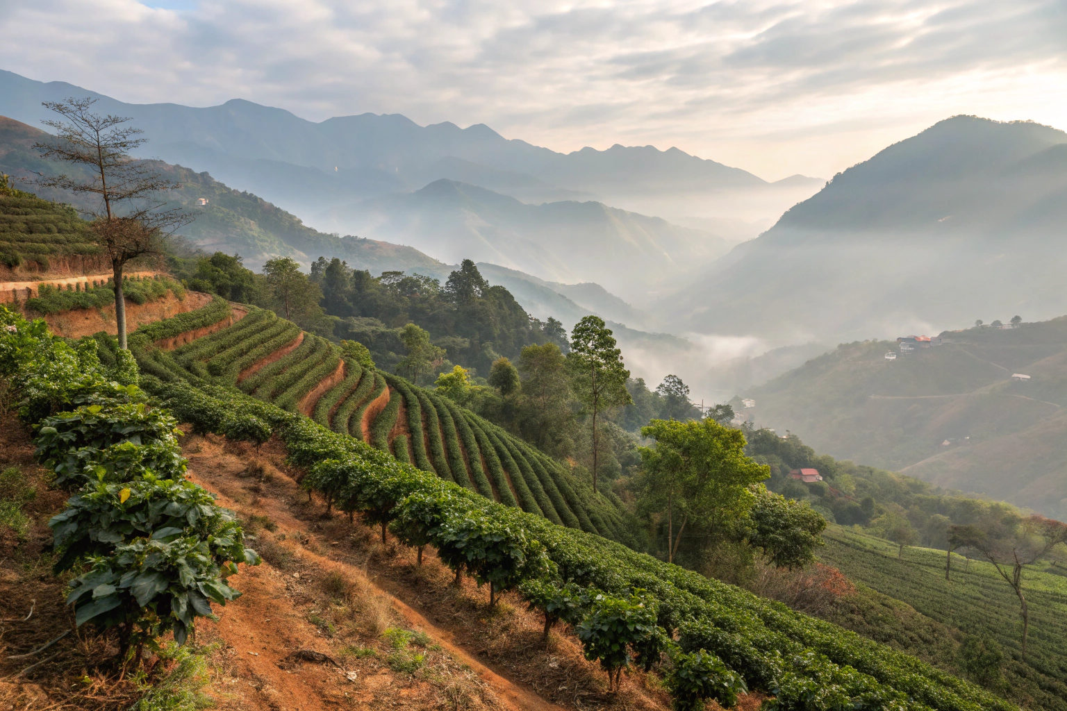 How Does Altitude Affect Coffee Bean Quality?