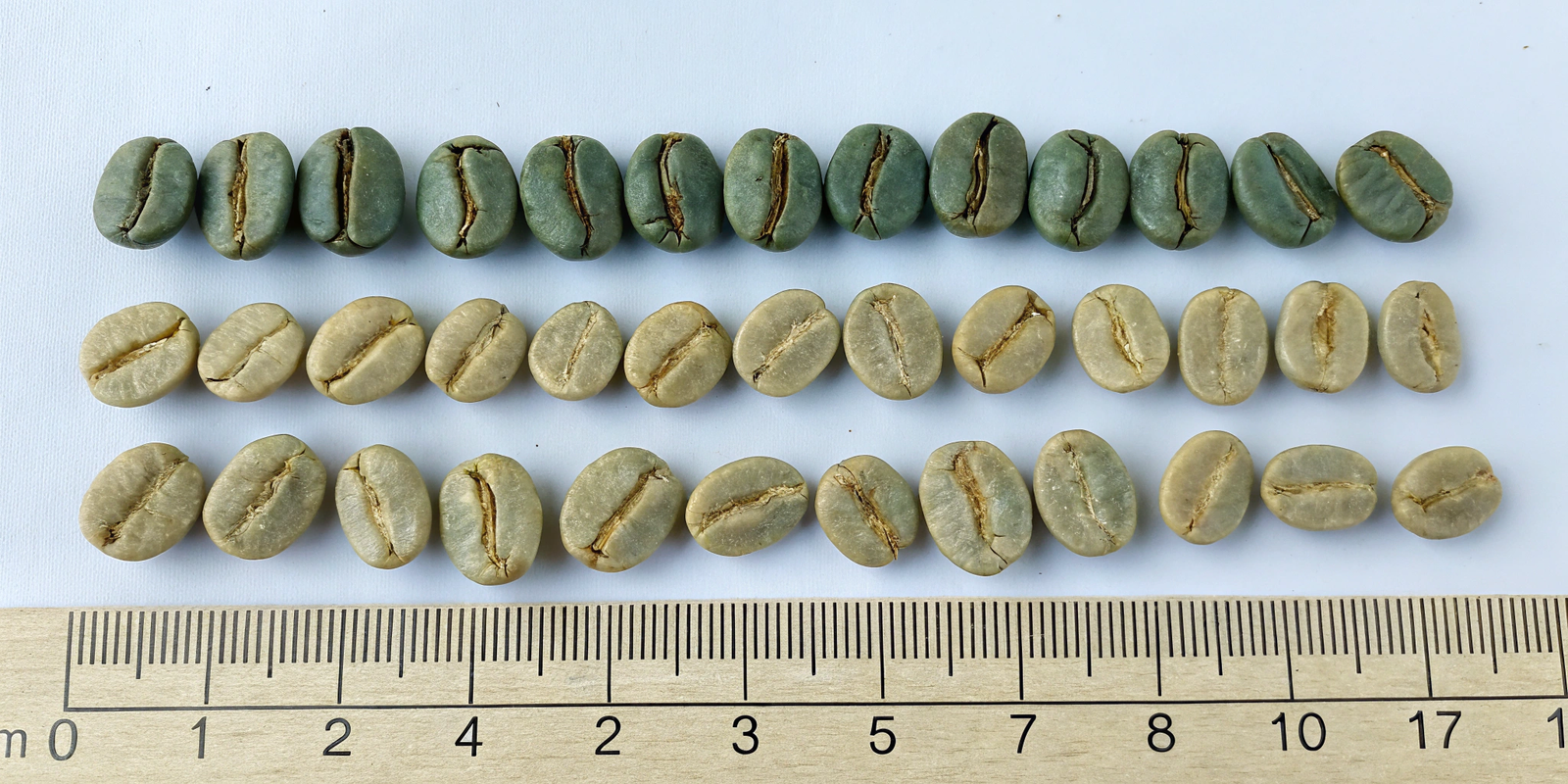 Catimor P79 Bean Size Comparison