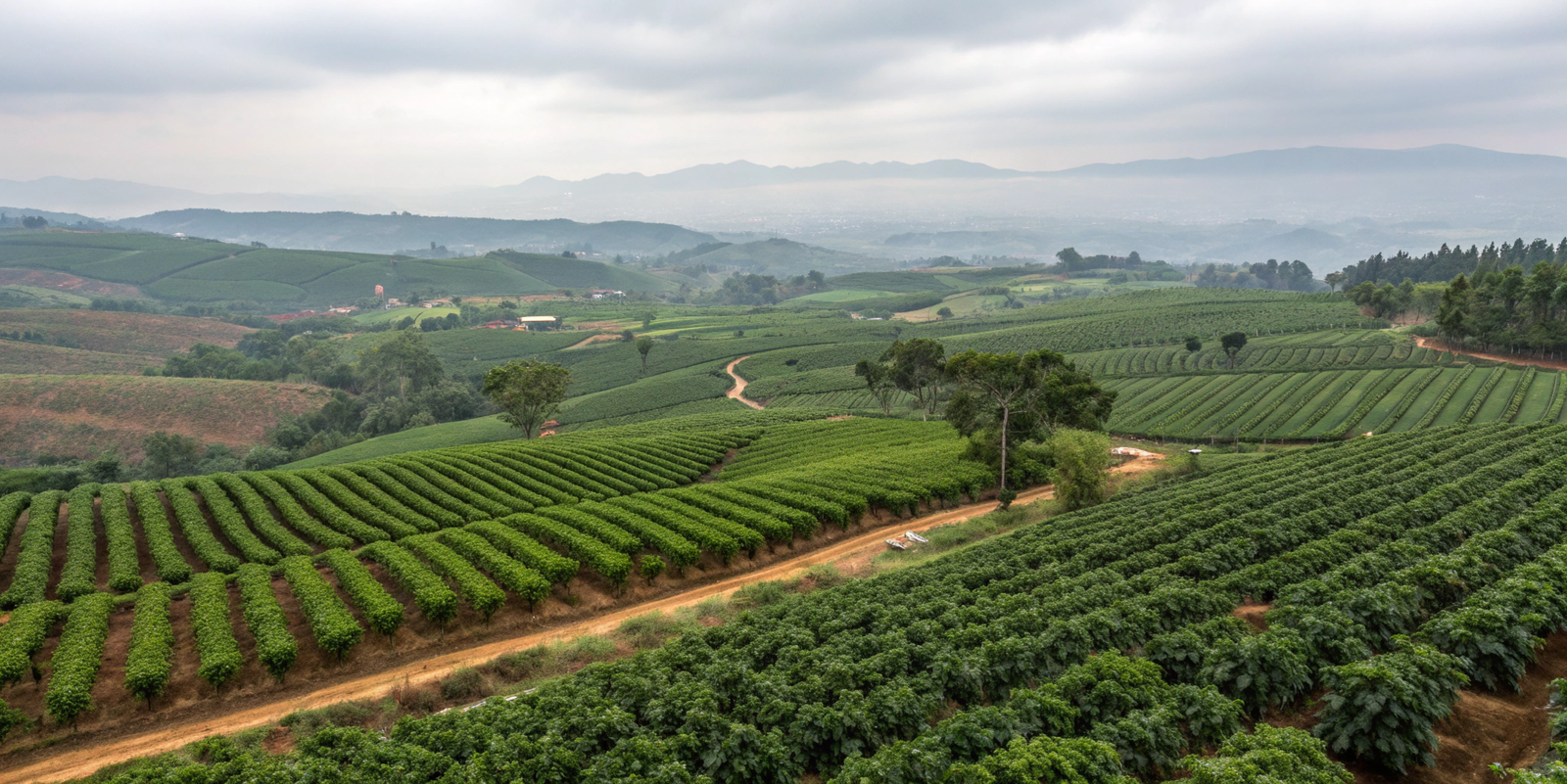 Changning County Plantation