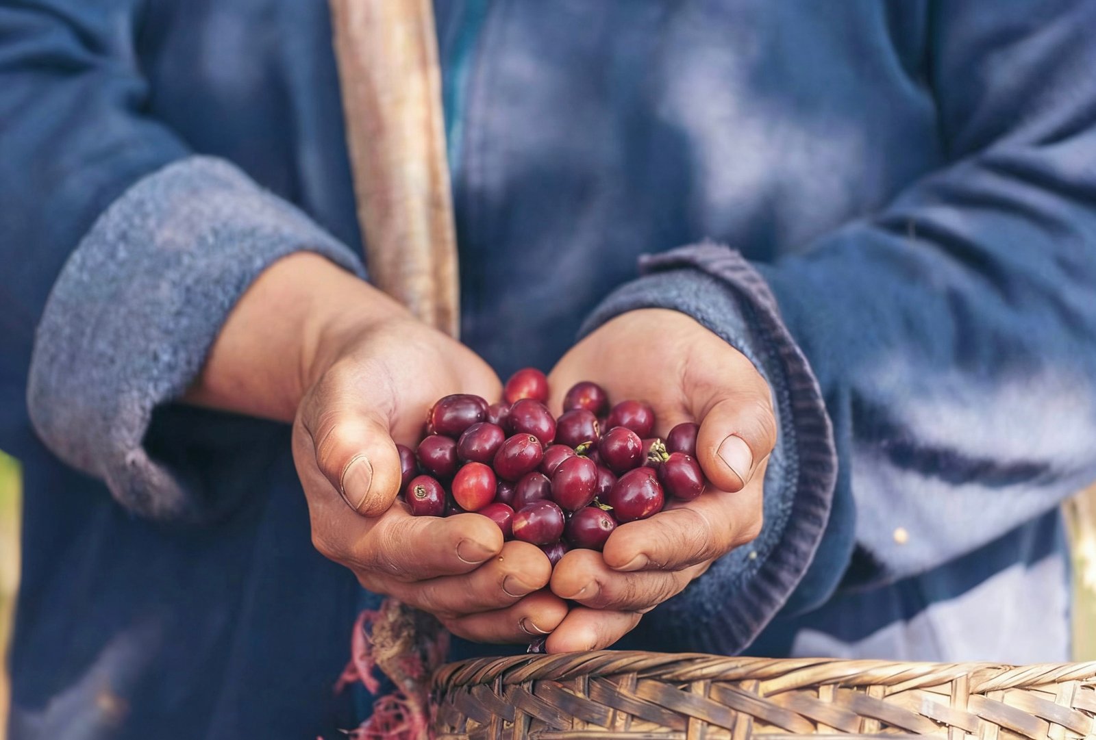 Baoshan Coffee Plantation