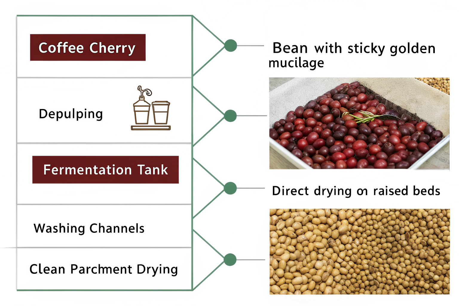 What is the Difference Between Fully Washed and Semi-Washed Coffee?