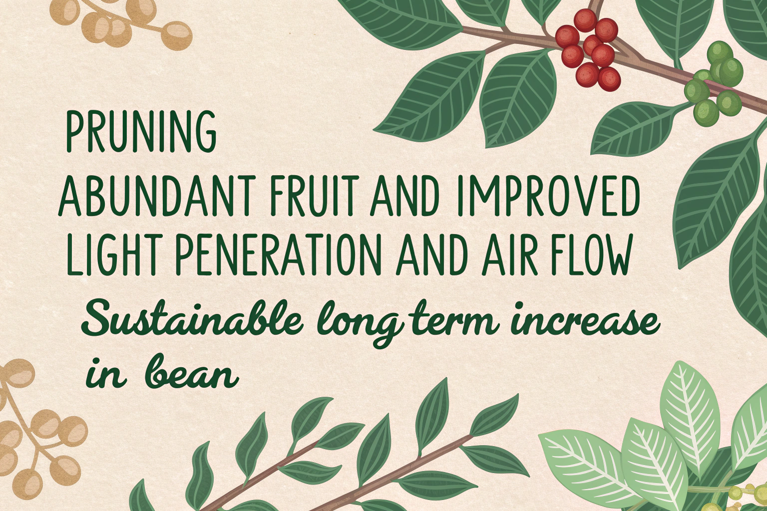 What is the Impact of Pruning on Coffee Yield?