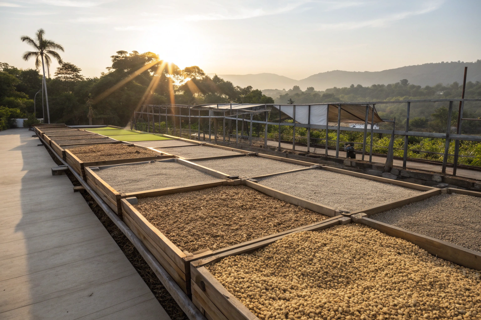 What Is the Impact of Drying Methods on Coffee Quality?