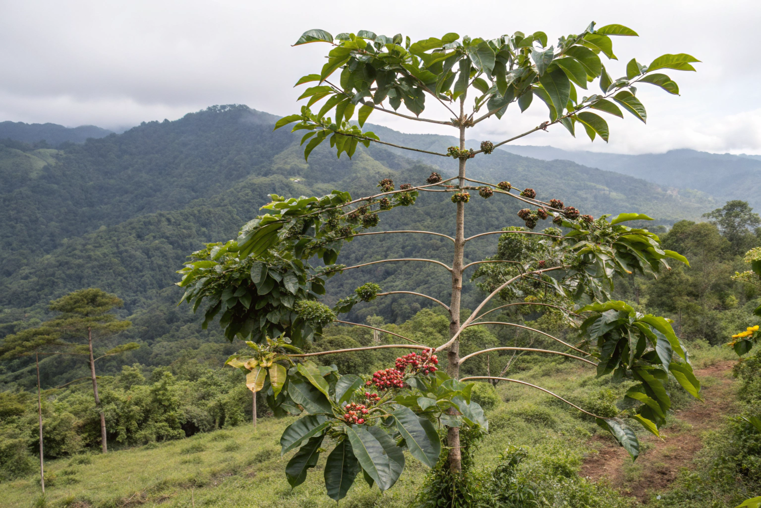 How to Distinguish High-Quality Catimor From Low Quality?