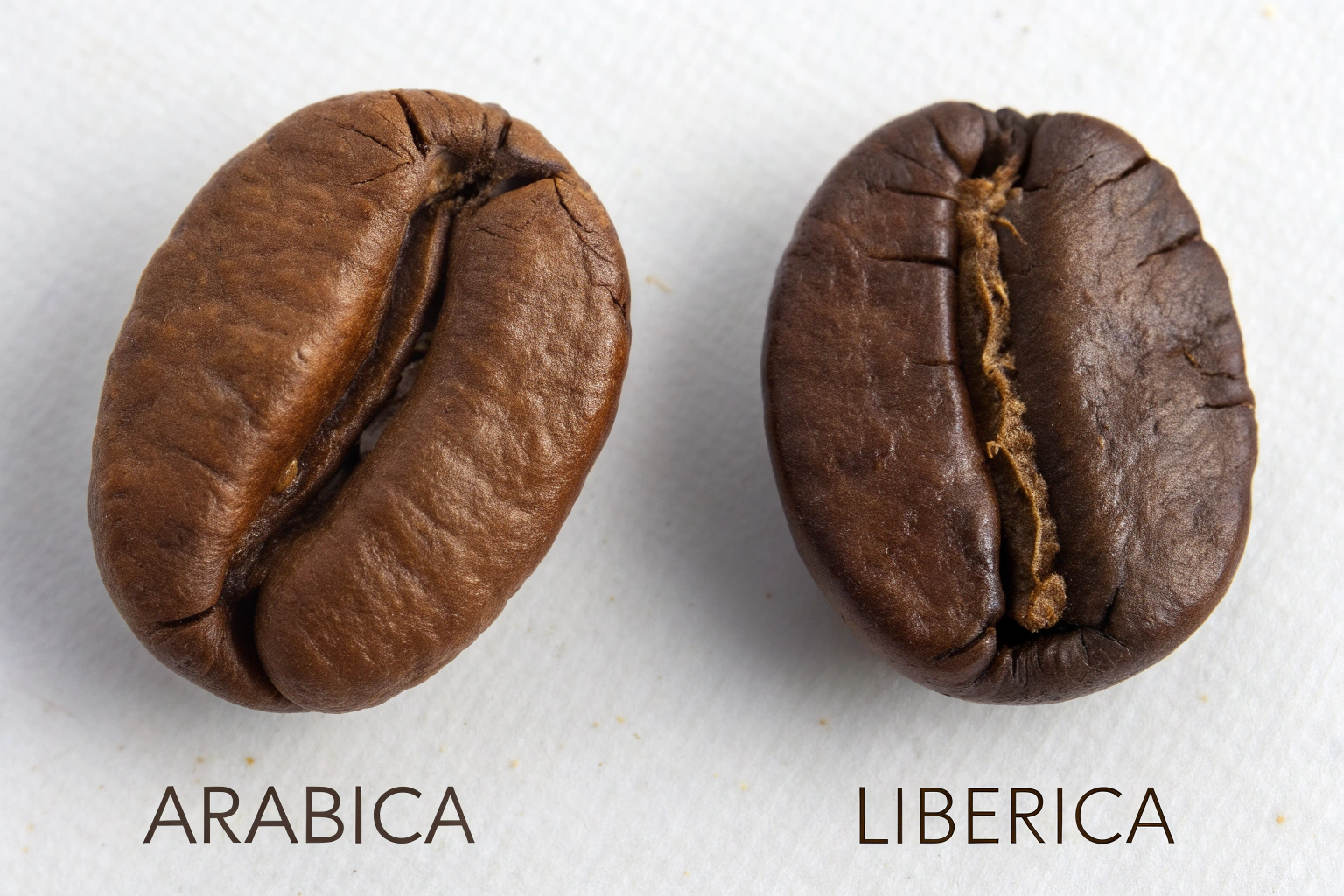 What Is the Difference Between Arabica and Liberica?