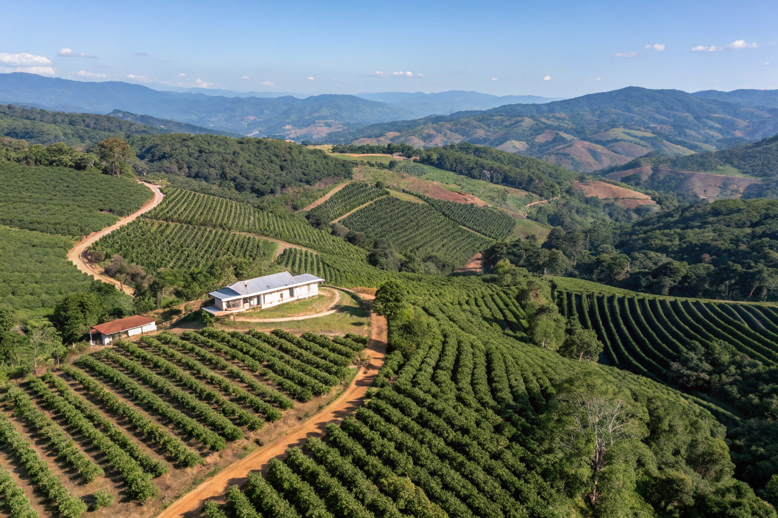 What Are the Advantages of Sourcing Coffee from a Single Estate in China?