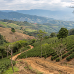 How Does Climate Change Impact High Quality Coffee Bean Supply in 2026?