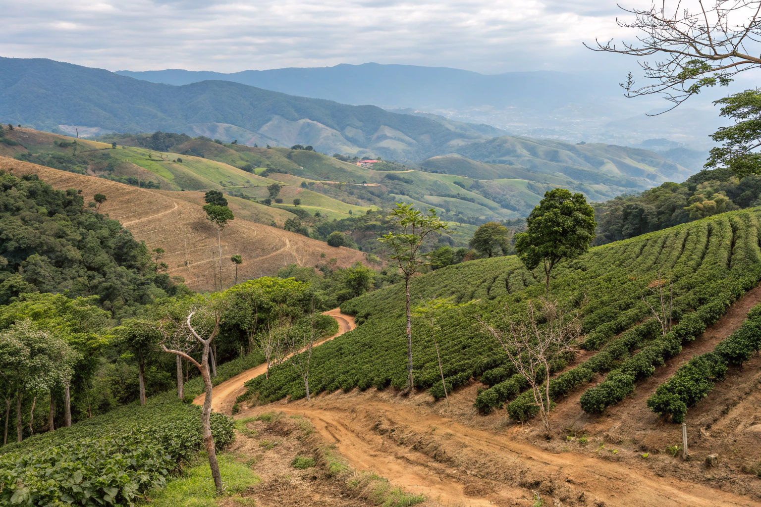 How Does Climate Change Impact High Quality Coffee Bean Supply in 2026?