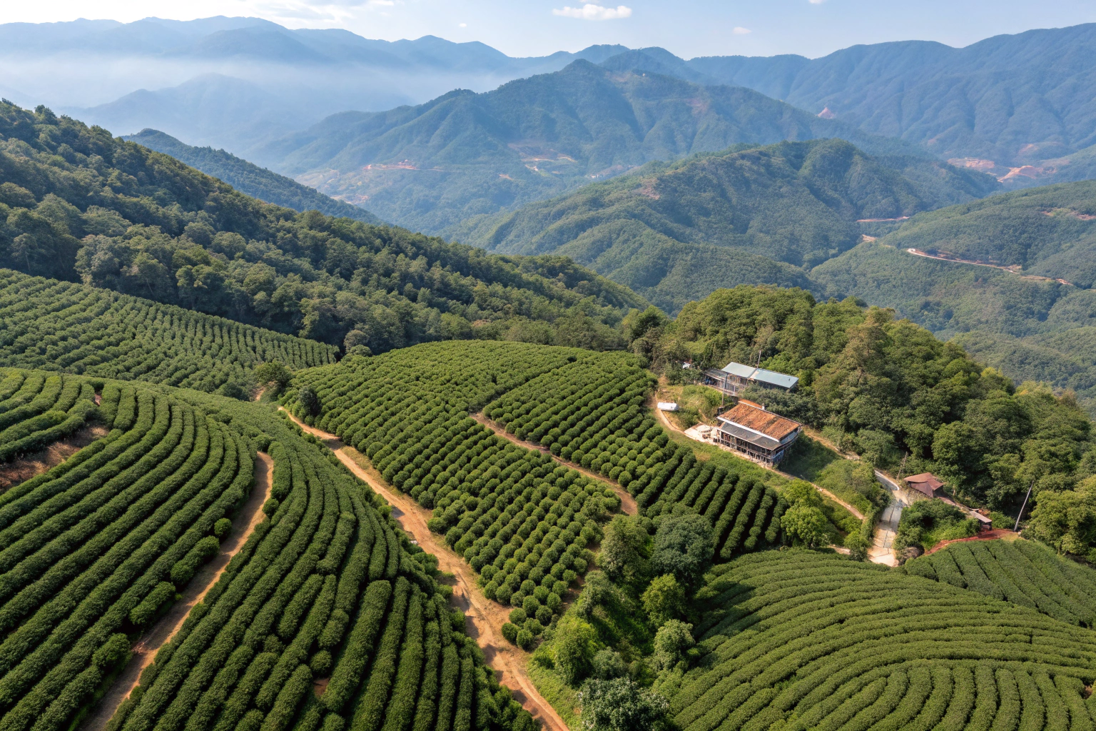 What Is the Typical Production Capacity of Yunnan Plantations?