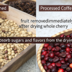 What Is the Difference Between Washed and Natural Process Coffee Beans?