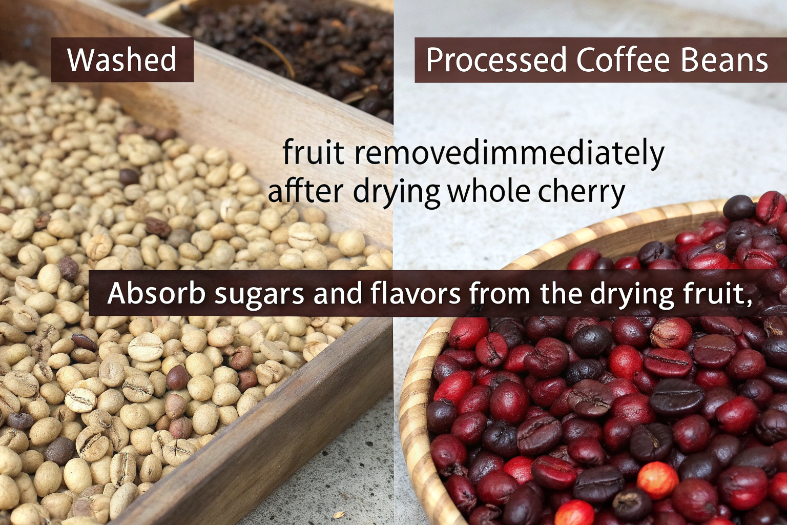 What Is the Difference Between Washed and Natural Process Coffee Beans?