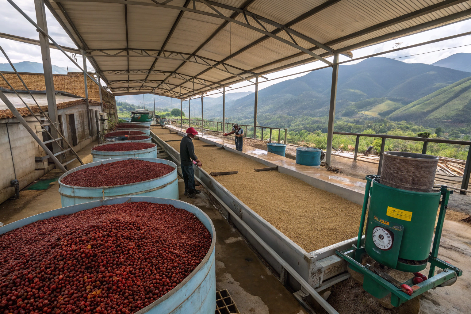 How Does Processing Method Affect Coffee Bean Flavor?