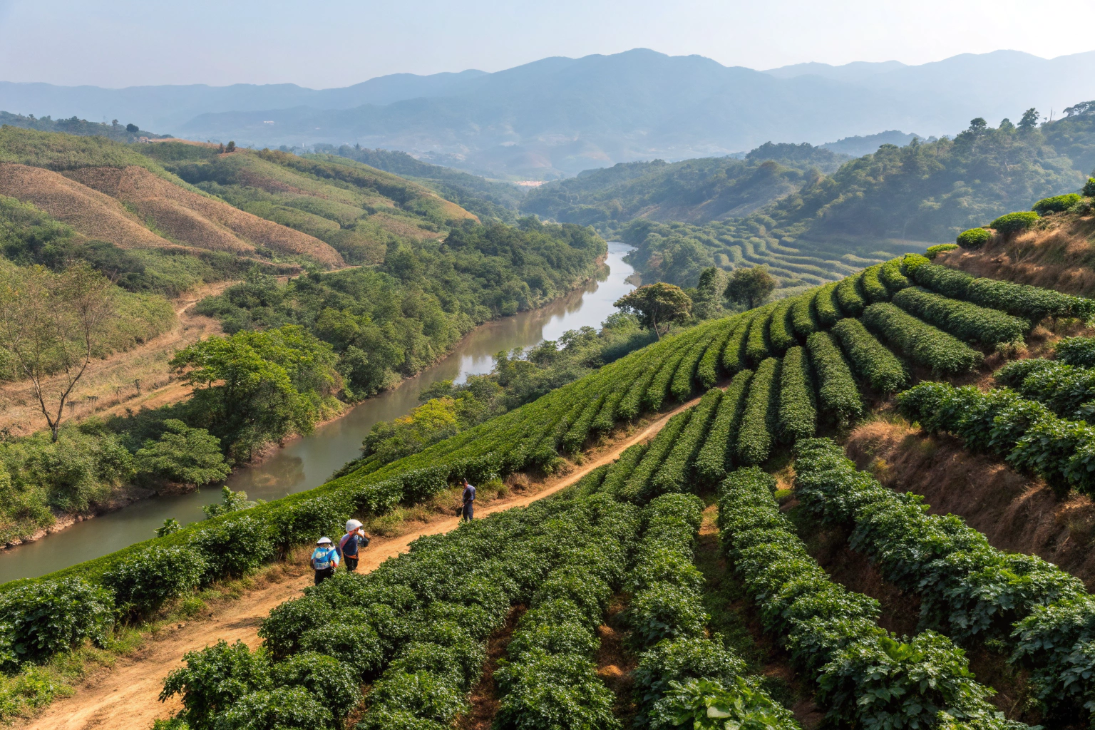 What Makes Baoshan Yunnan a Core Coffee Exporting Region?