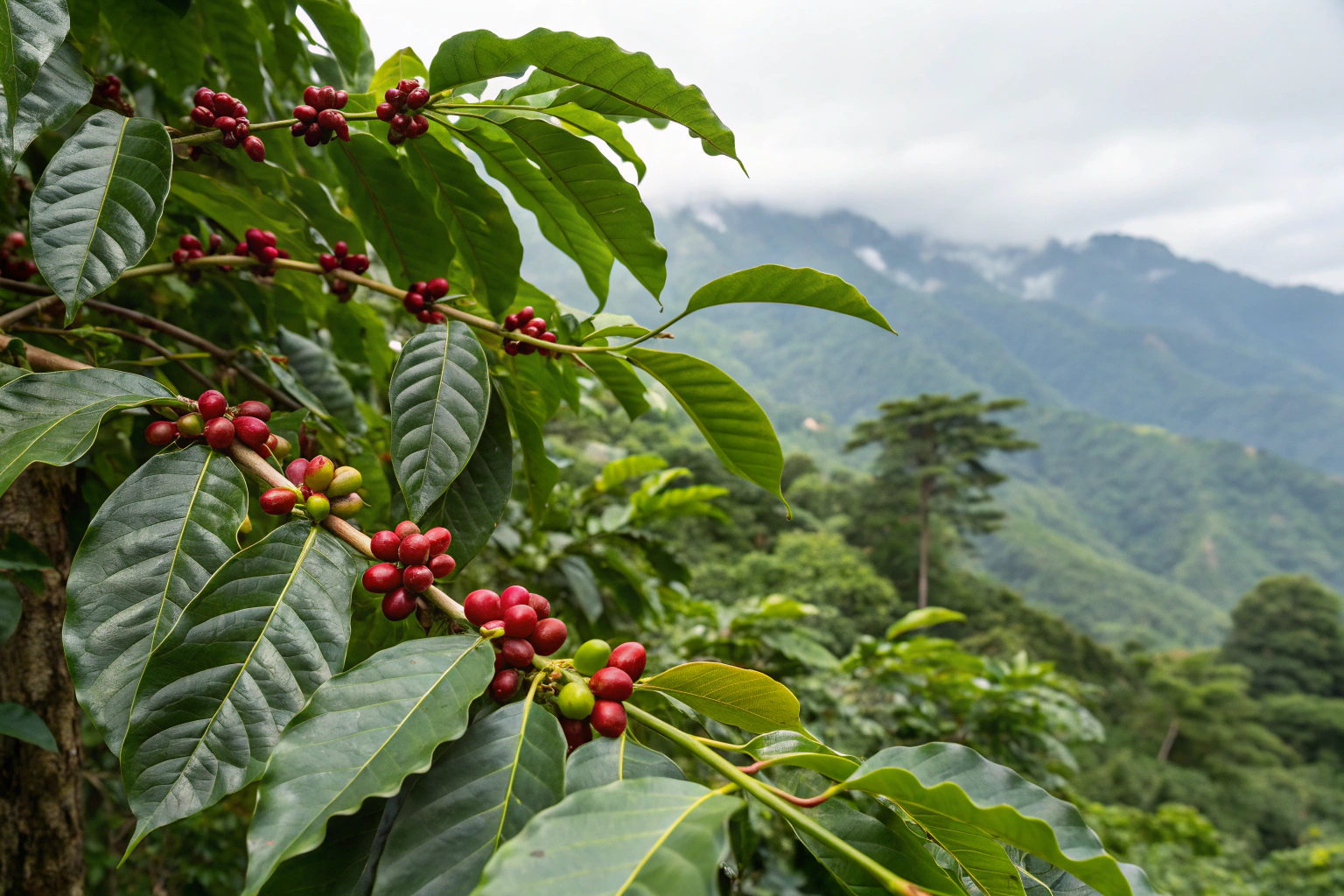 What Is Catimor Coffee and How Does It Taste?
