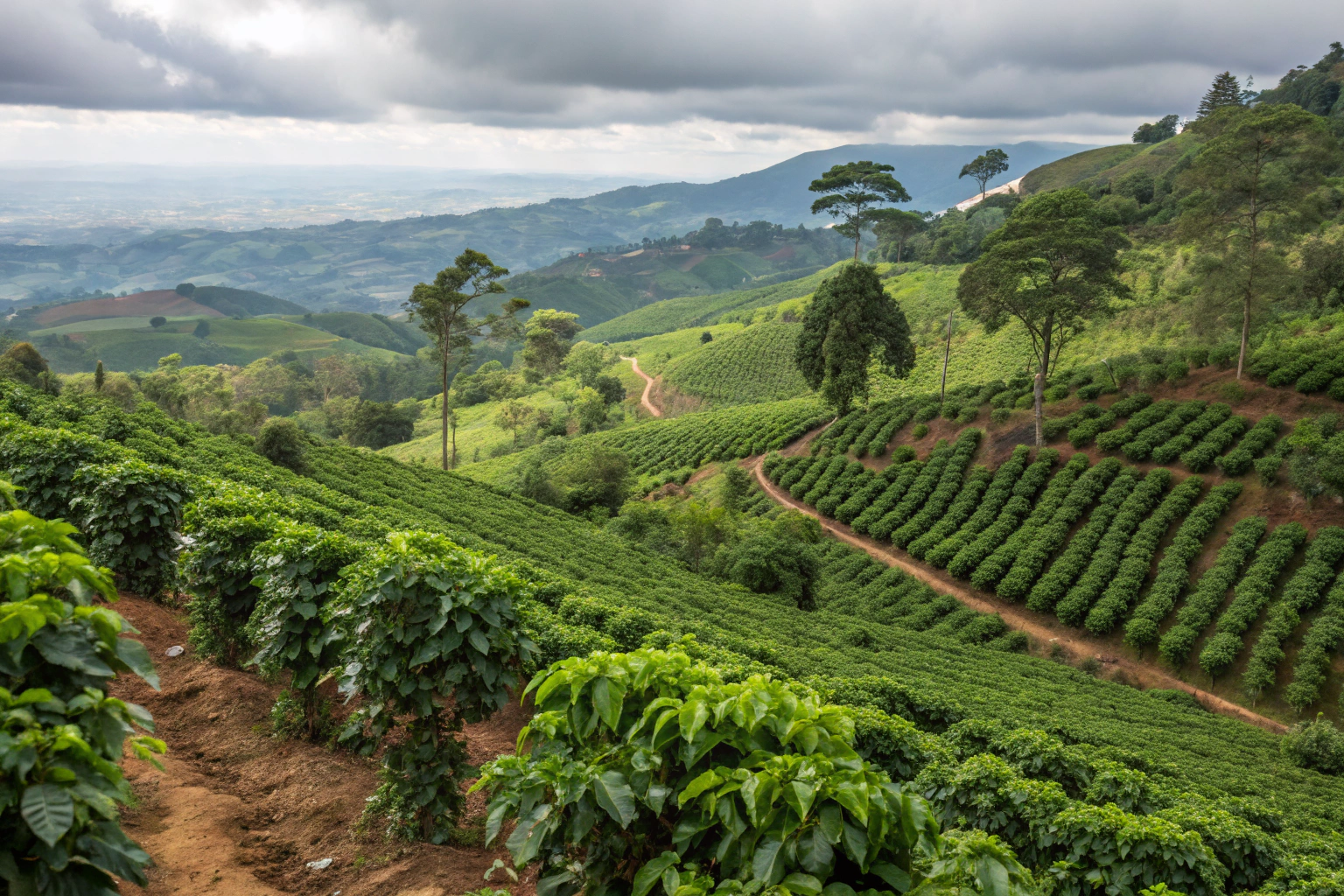 Where Does the Best Arabica Coffee Come From?