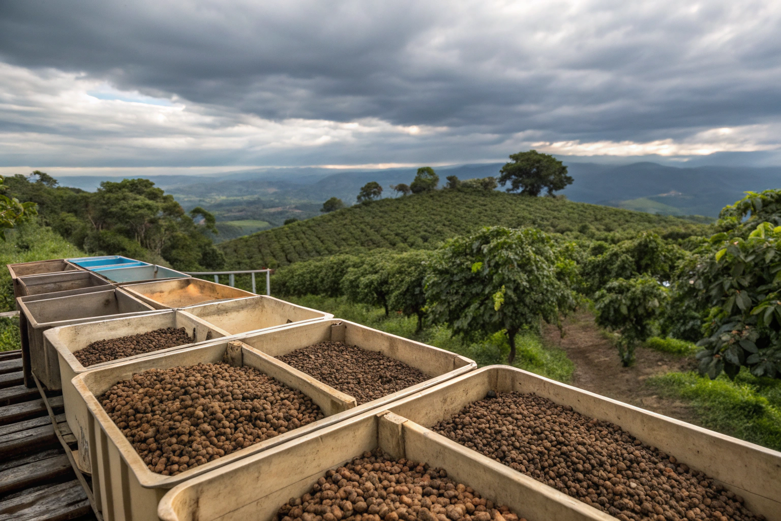 Why Smallholder Yunnan Farms Are Attracting Big Buyers?