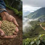 How Does Elevation Shape the Arabica Flavor Profile?