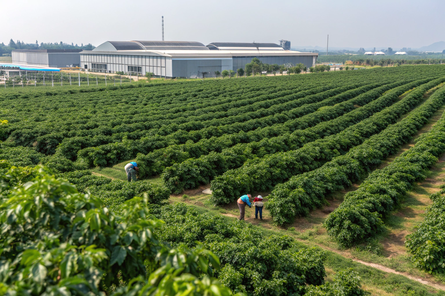 What Is the Long-Term Outlook for Arabica Supply from China?