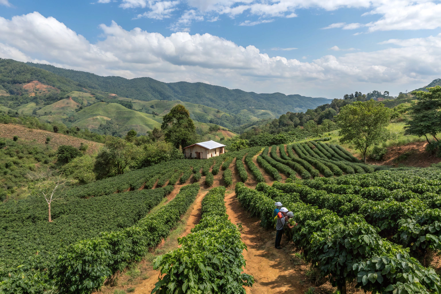 How to Diversify Away from Traditional Coffee Origins?