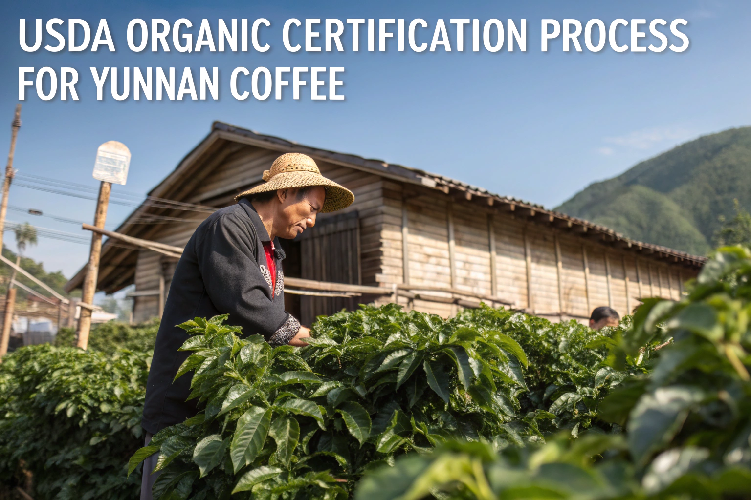 How to Get a USDA Organic Equivalency for Yunnan Coffee?