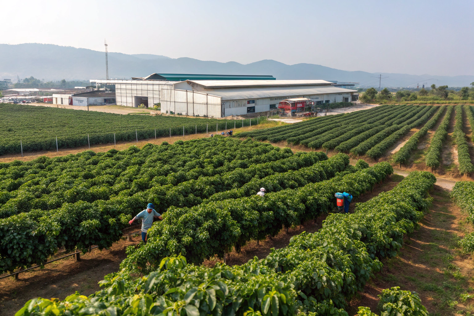 Why BeanofCoffee Is Your Trusted Chinese Coffee Partner?